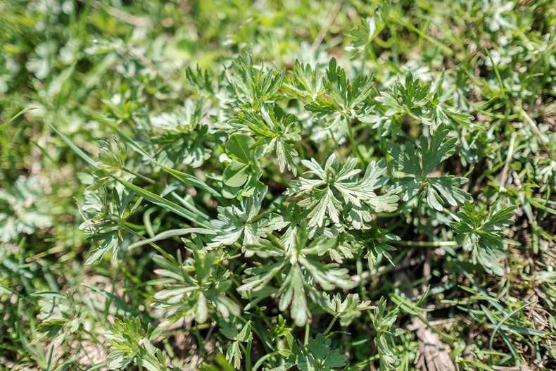 LFI-FARMINAR-RUDNIGALM 2019-06-19 003  P9T3165 (c)Gerald PFABIGAN.jpg