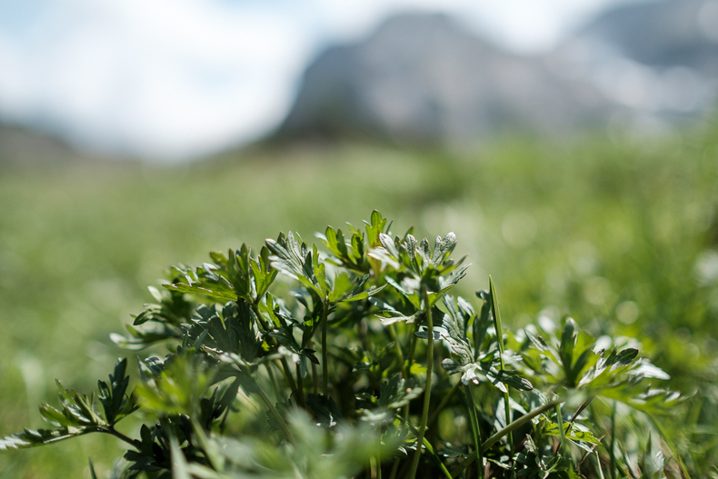 LFI-FARMINAR-RUDNIGALM 2019-06-19 005  P9T3162 (c)Gerald PFABIGAN.jpg