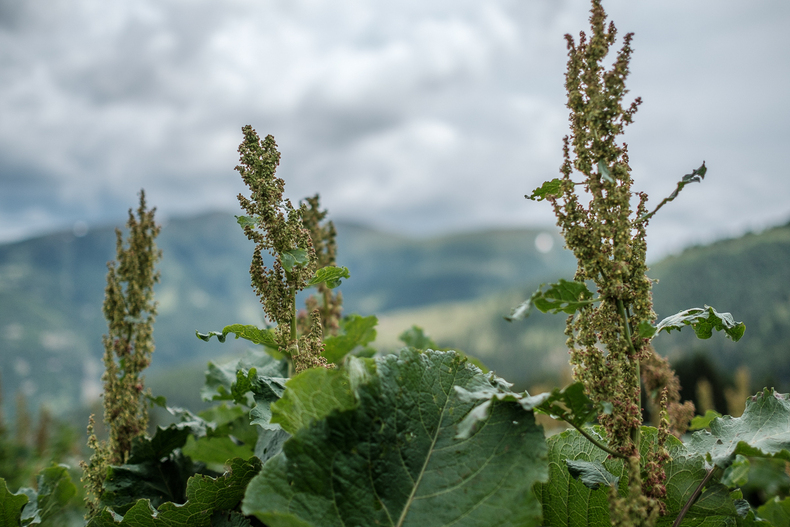 LFI-FARMINAR-LITZLHOFALM 2019-06-19 004  P9T2471 (c)Gerald PFABIGAN.jpg