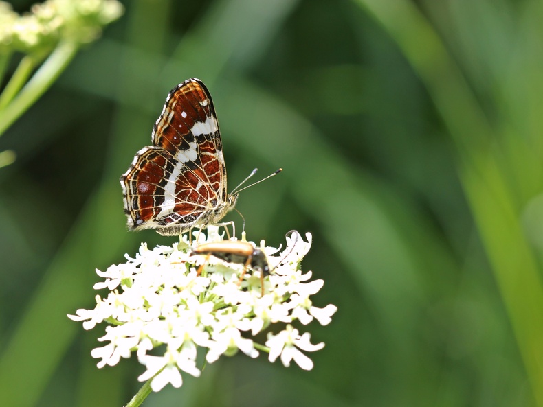 Insekten auf einer Doldenblüte