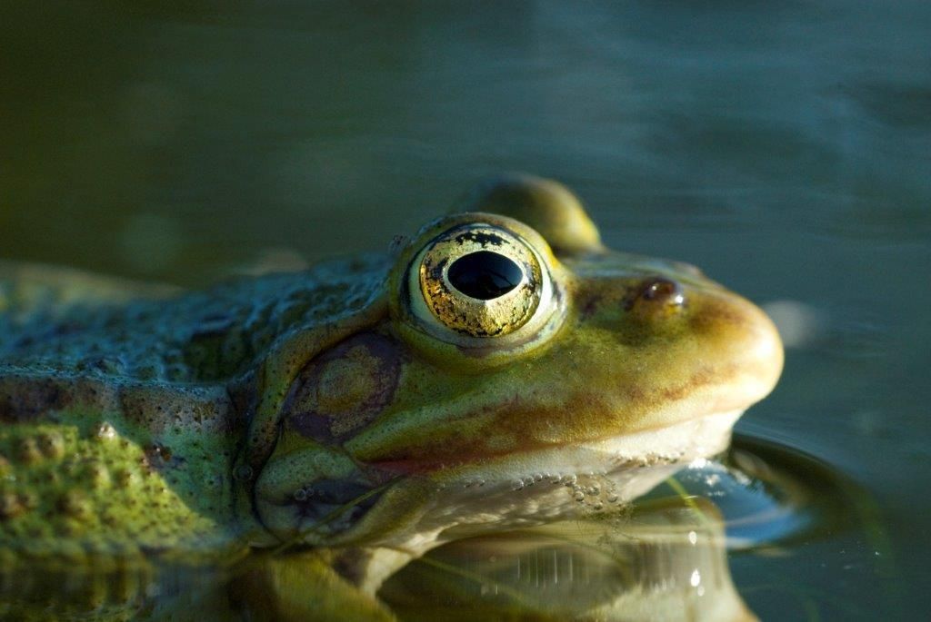 Frosch.jpg © Florian Kainz/Archiv Aqua