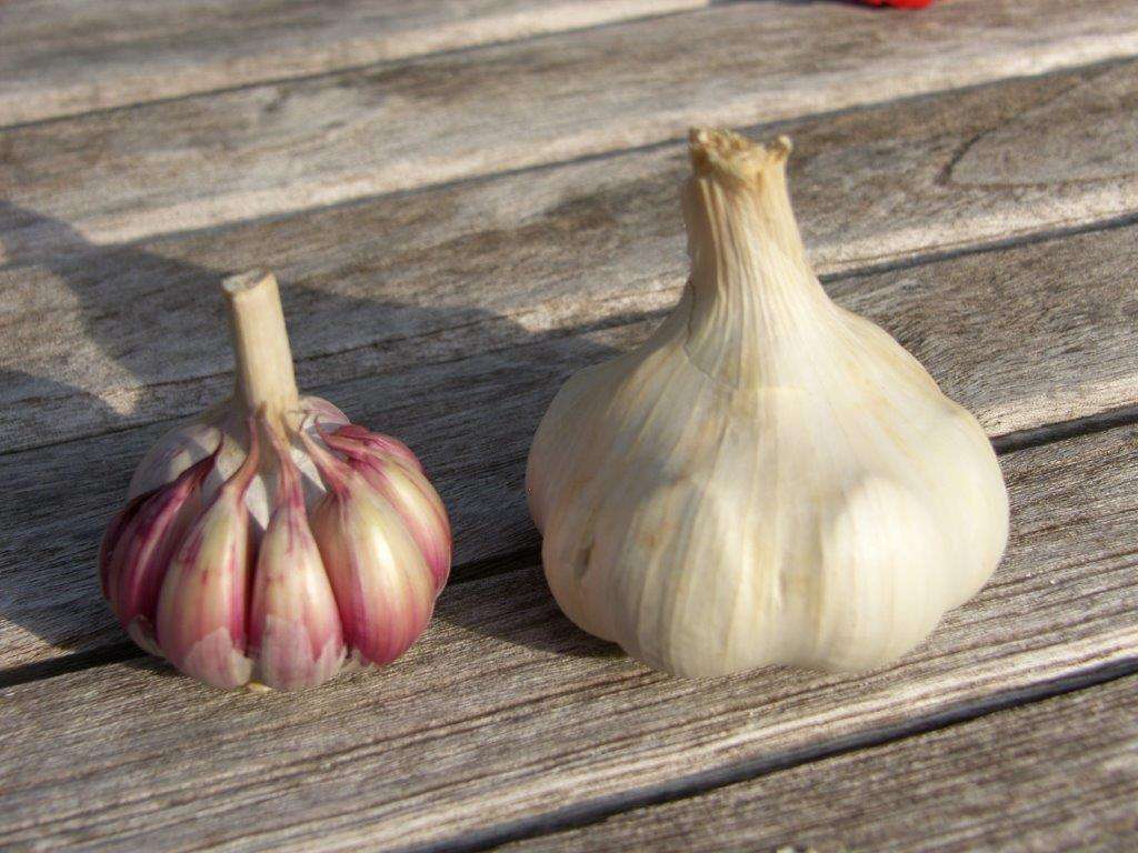 Knoblauch.jpg © Josef Keferböck/LK Niederösterreich