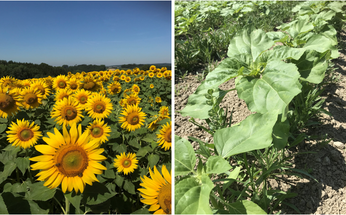 Sonnenblumen.png © BWSB