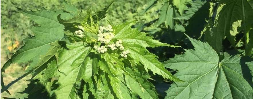 Bio-Hanf.jpg © Landwirtschaftskammer Oberösterreich/Doblmair