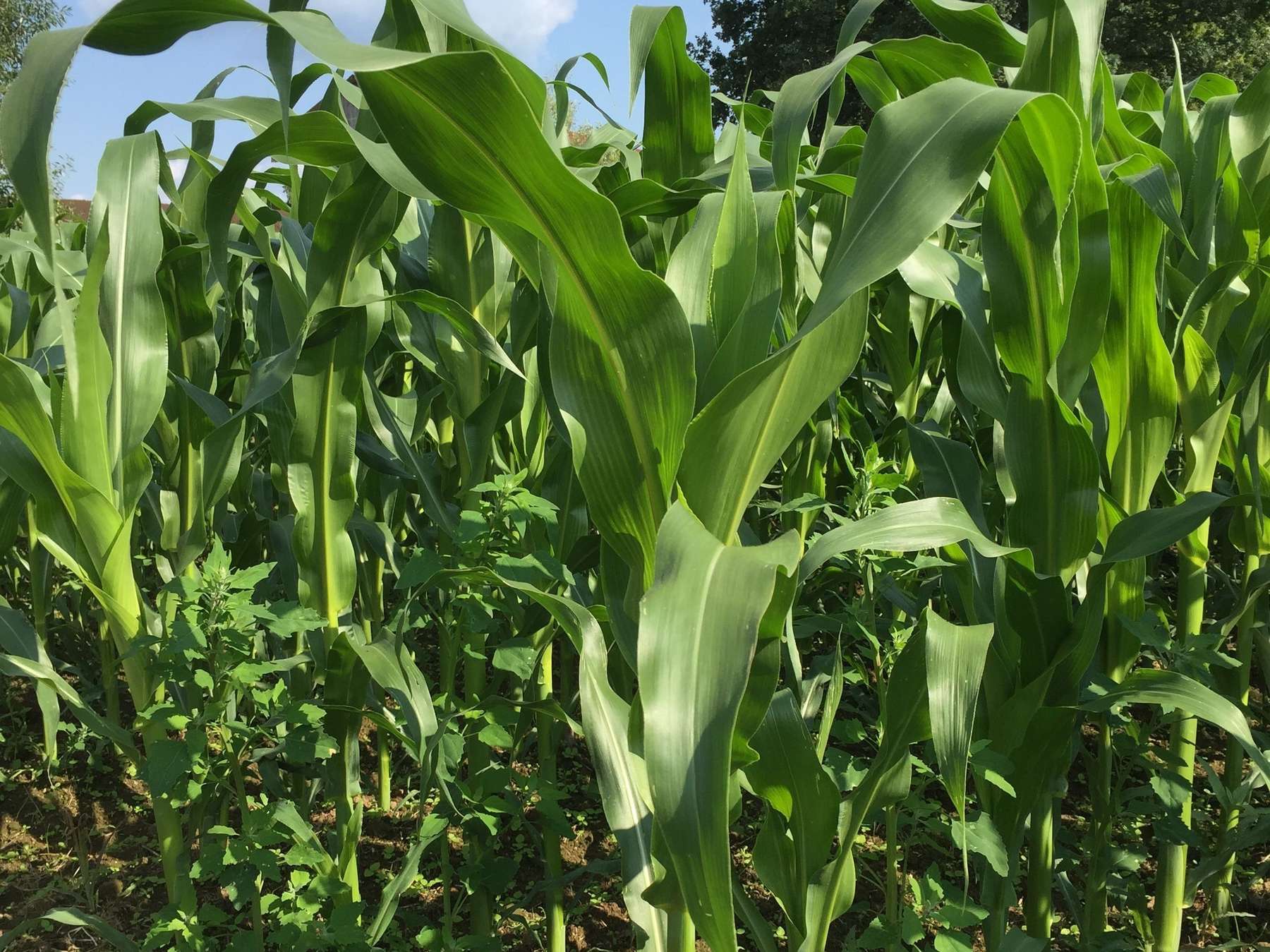 Bio_Mais_Petra_Doblmair_LK_OÖ.jpg © Landwirtschaftskammer Oberösterreich/Doblmair