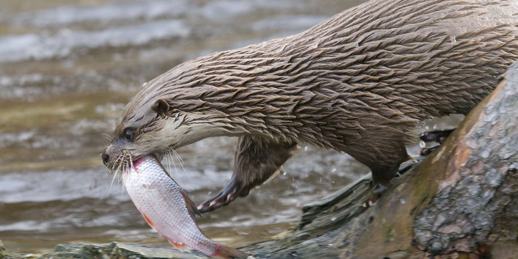 Fischotter hat einen Fisch gefangen © Florian Kainz/Archiv Aqua