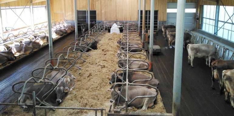 Zeit und Material muss man täglich auch in die Stallhygiene für saubere Laufgänge, Liegeboxen und Futtertische investieren. © Johanna Mandl/LK Niederösterreich Zeit und Material muss man täglich auch in die Stallhygiene für saubere Laufgänge, Liegeboxen und Futtertische investieren. © Johanna Mandl/LK Niederösterreich