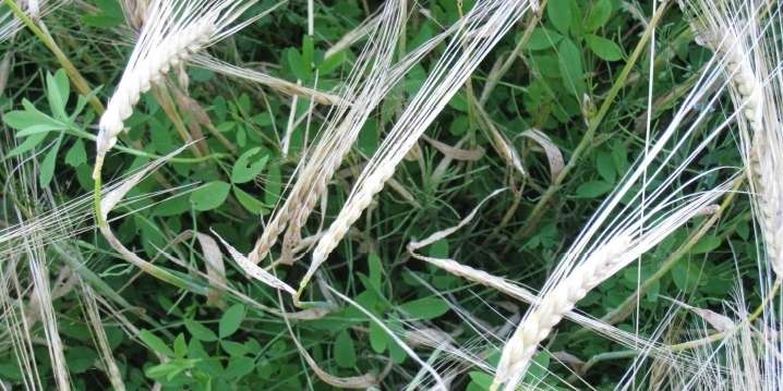 Bio-Wintergerste mit Kleeeinsaat.jpg © Landwirtschaftskammer Oberösterreich