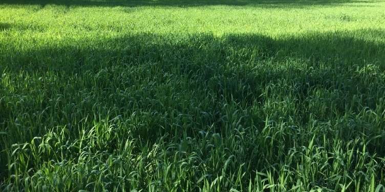 Bio-Winterweichweizen.jpg © Landwirtschaftskammer Oberösterreich/Doblmair