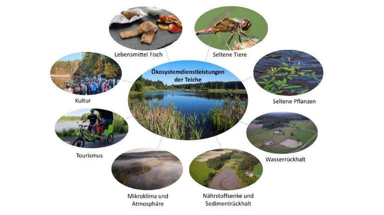 Leistungen der Teiche für Mensch und Natur: Lebensmittelproduktion, Biodiversität, Wasserhaushalt und Klima. © Florian Kainz/Archiv Aqua, JB/Archiv Aqua, Leo Kirchmaier/Archiv Aqua