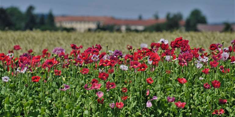 Mohnblüte © Gerhard Geisberger
