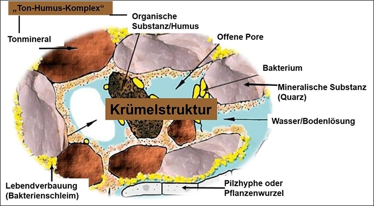 schematische Darstellung einer Krümelstruktur.jpg © https://www.bmel.de/DE/themen/landwirtschaft/pflanzenbau/bodenschutz/humus-1-was-ist-das.html