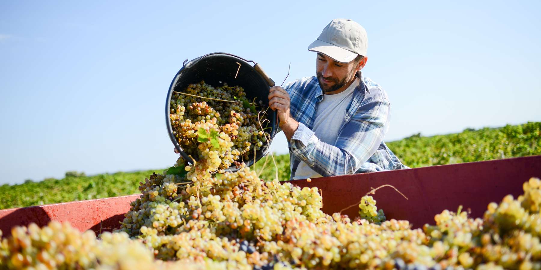 Weinlese.jpg © Für Weinbaubetriebe gelten spezielle Zukaufsgrenzen.