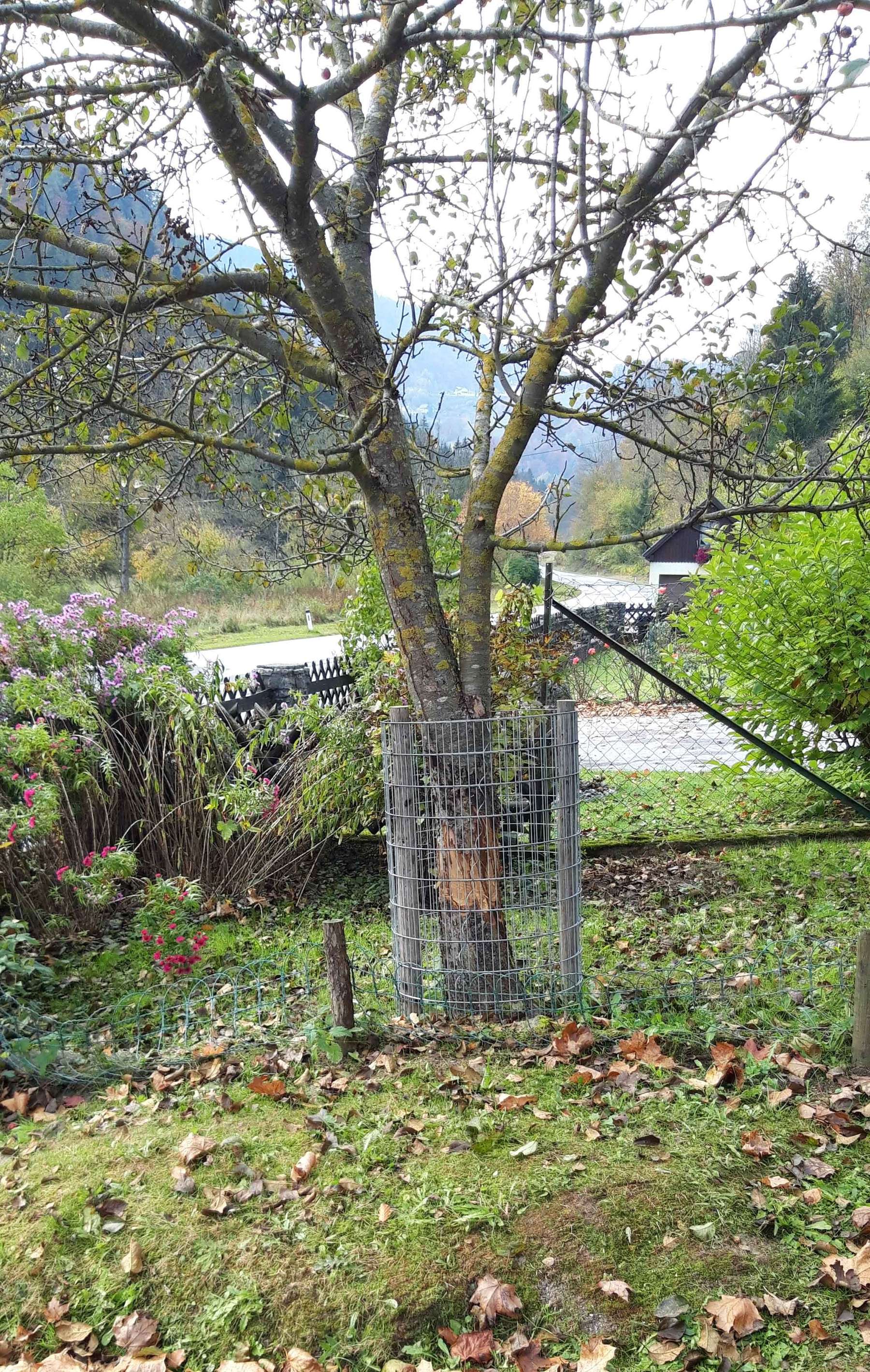 Baumschutz gegen Biber.jpg © Knapp