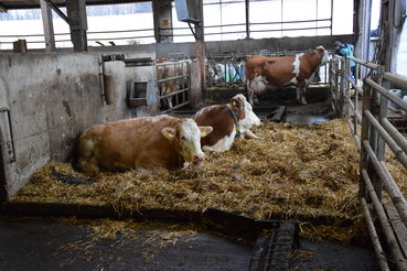 Bild 1 (3).jpg © Landwirtschaftskammer Oberösterreich/Gstöttinger