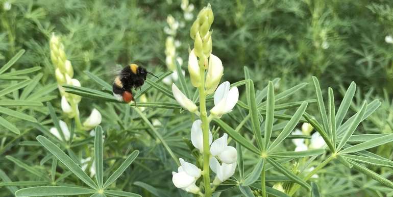 Lupine wird gerne von Hummeln angeflogen.jpg © BWSB/Gerstl