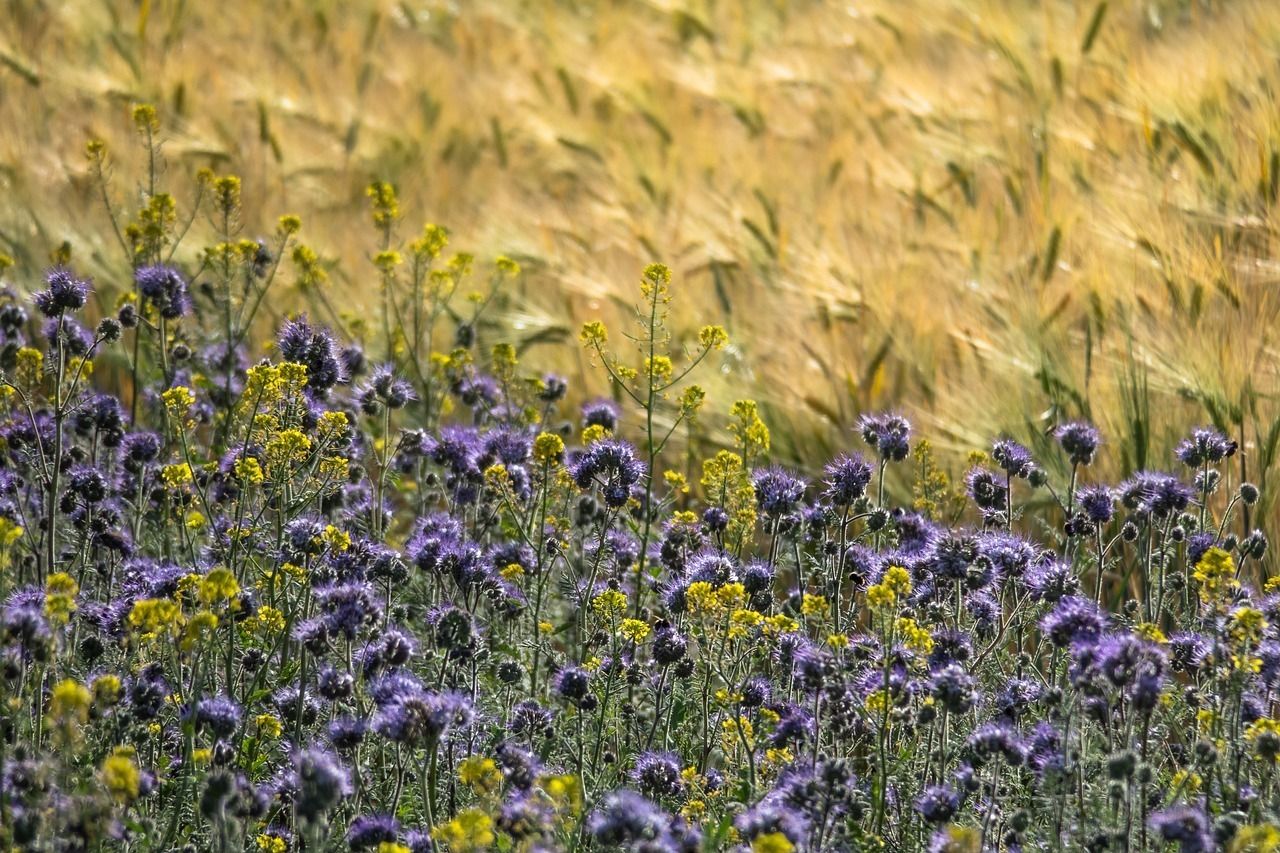 phacelia-5243705_1280.jpg © pixabay