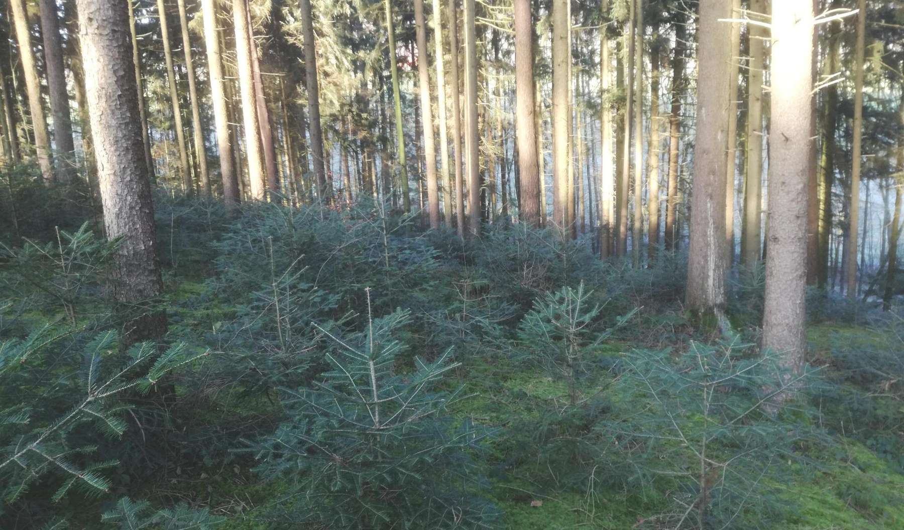 Wald .jpg © BWSB/Wallner