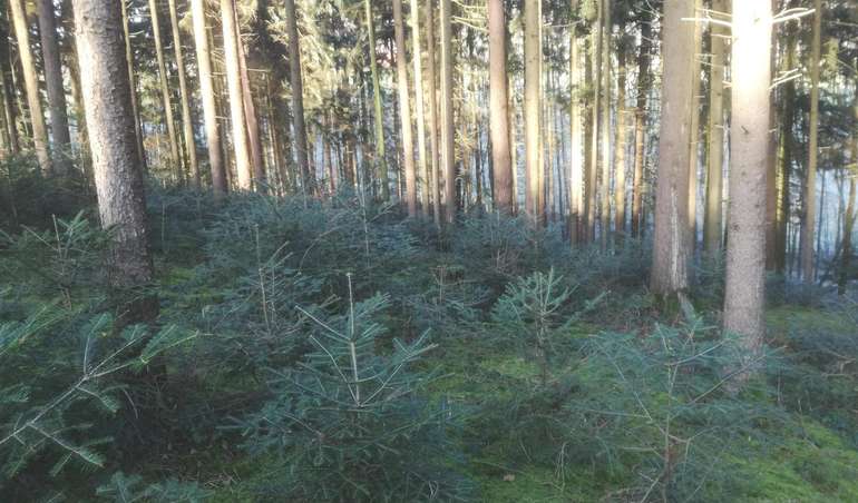 Wald .jpg © BWSB/Wallner