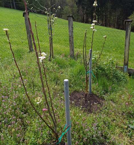 Birnenspindeln vorne, Apfelspindel hinten.jpg © Strebl/LK OÖ Birnenspindeln vorne, Apfelspindel hinten.jpg © Strebl/LK OÖ