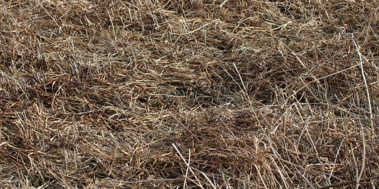 Mulchmaterial_Frühjahr.jpg © BWSB/Schütz