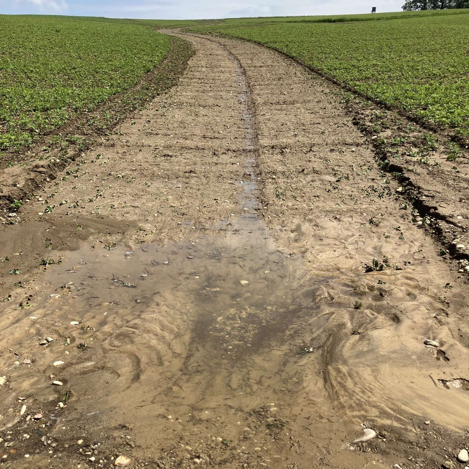 bevorzugter_Abflussweg_Soja.jpg © Land OÖ/Friedl-Haubner